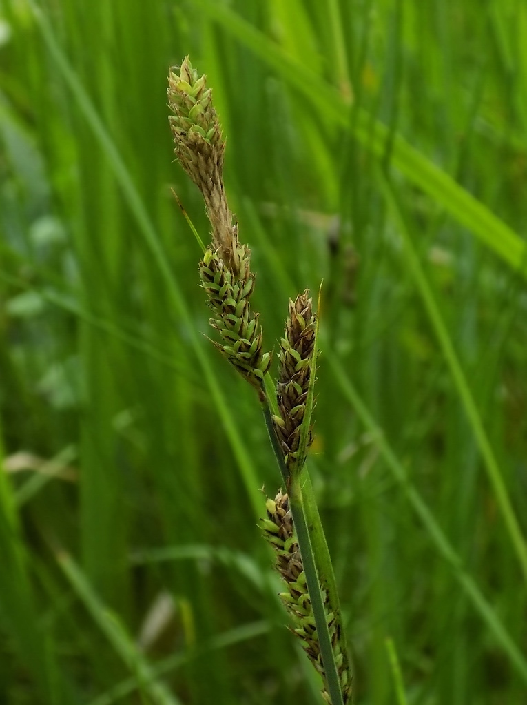 Изображение особи Carex hartmaniorum.