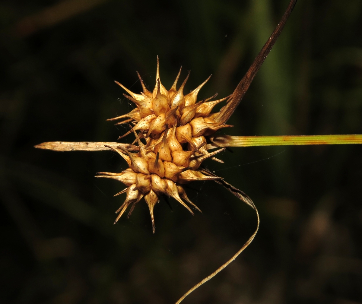 Image of Carex flava specimen.