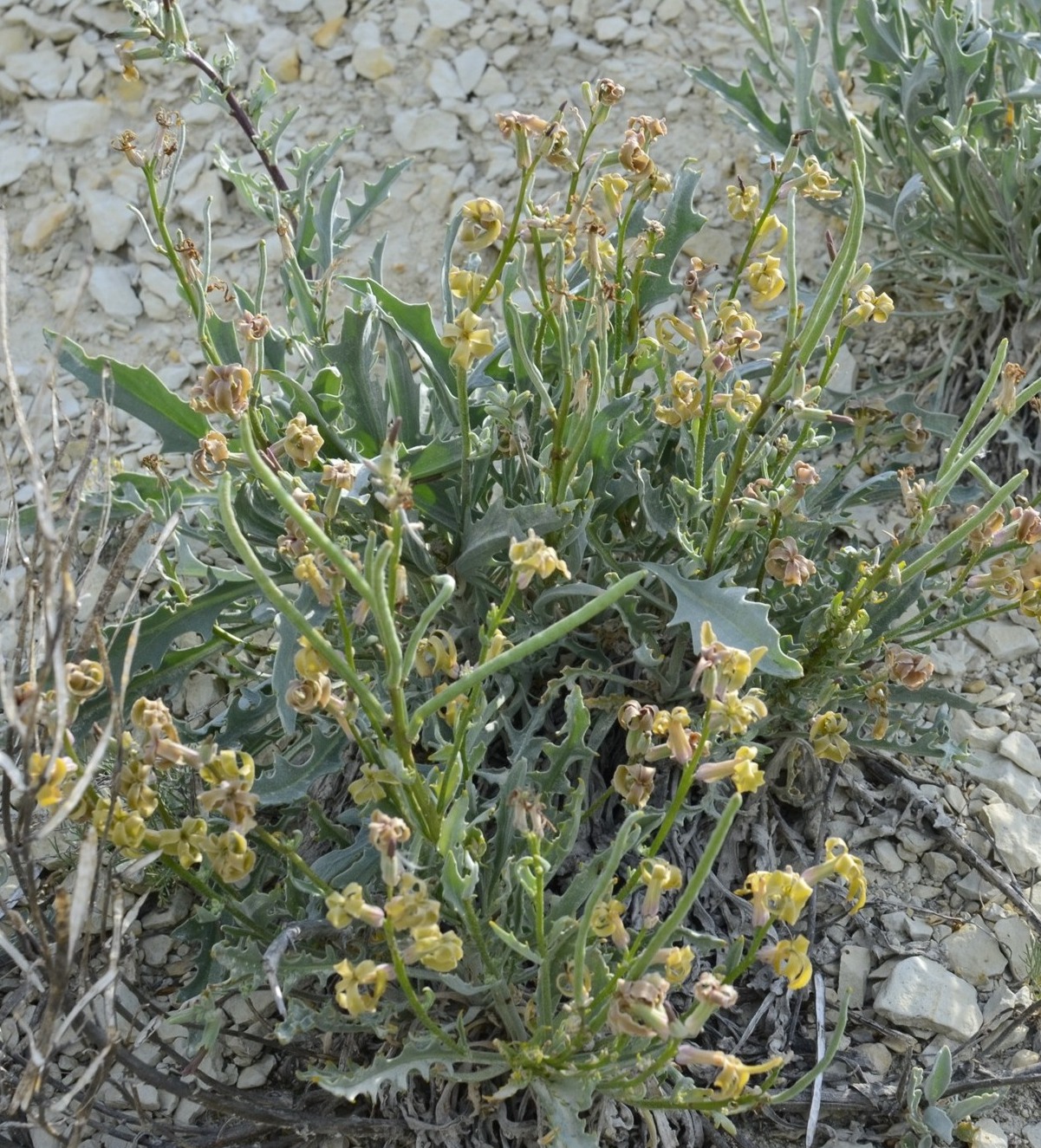 Изображение особи Matthiola fragrans.