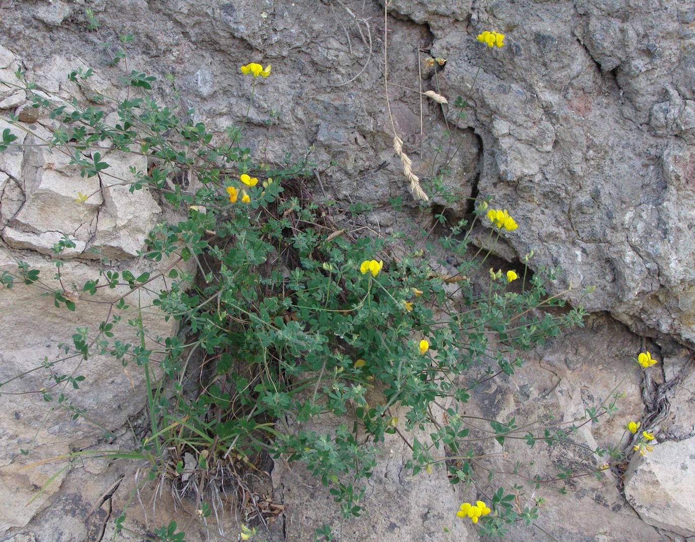 Image of Lotus caucasicus specimen.