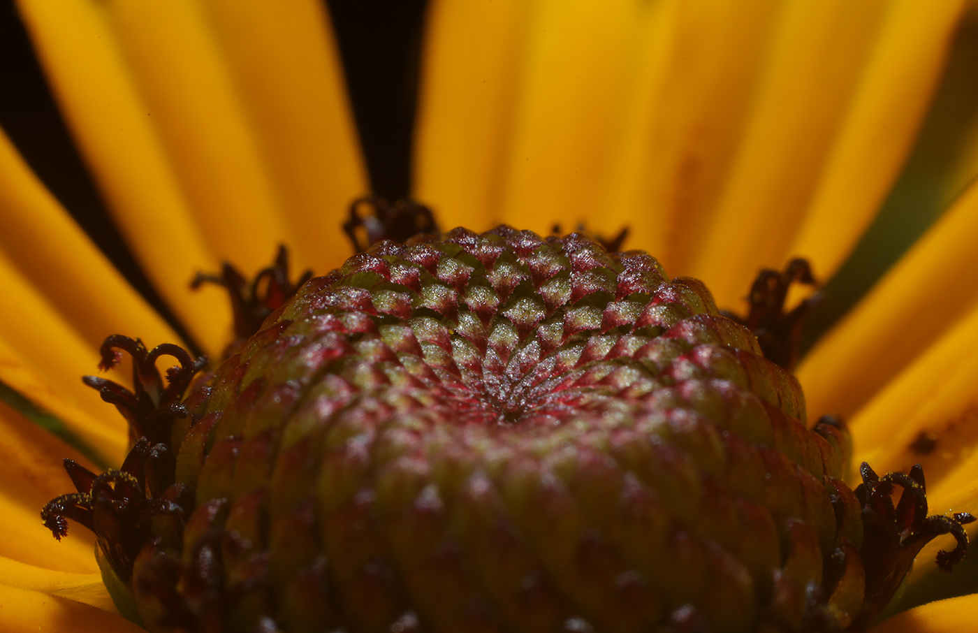 Изображение особи Rudbeckia hirta.