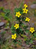 Dasiphora fruticosa. Верхушка ветви с цветками. Алтай, Катунский хребет, берег оз. Нижнее Мультинское, ≈ 1600 м н.у.м., опушка хвойного леса. 30.06.2018.