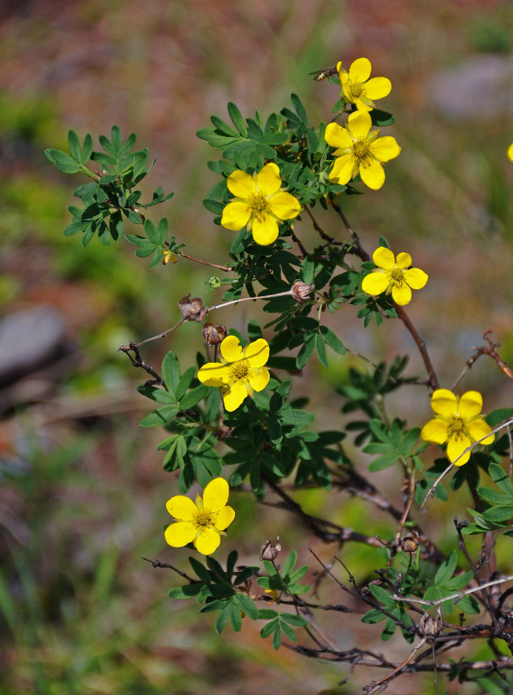 Image of Dasiphora fruticosa specimen.