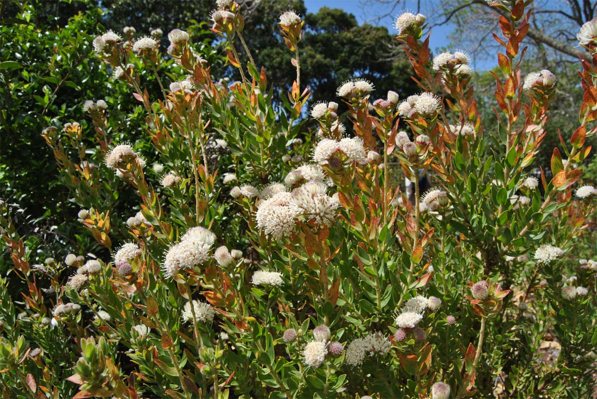 Image of Leucospermum bolusii specimen.