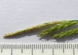 Carex sylvatica