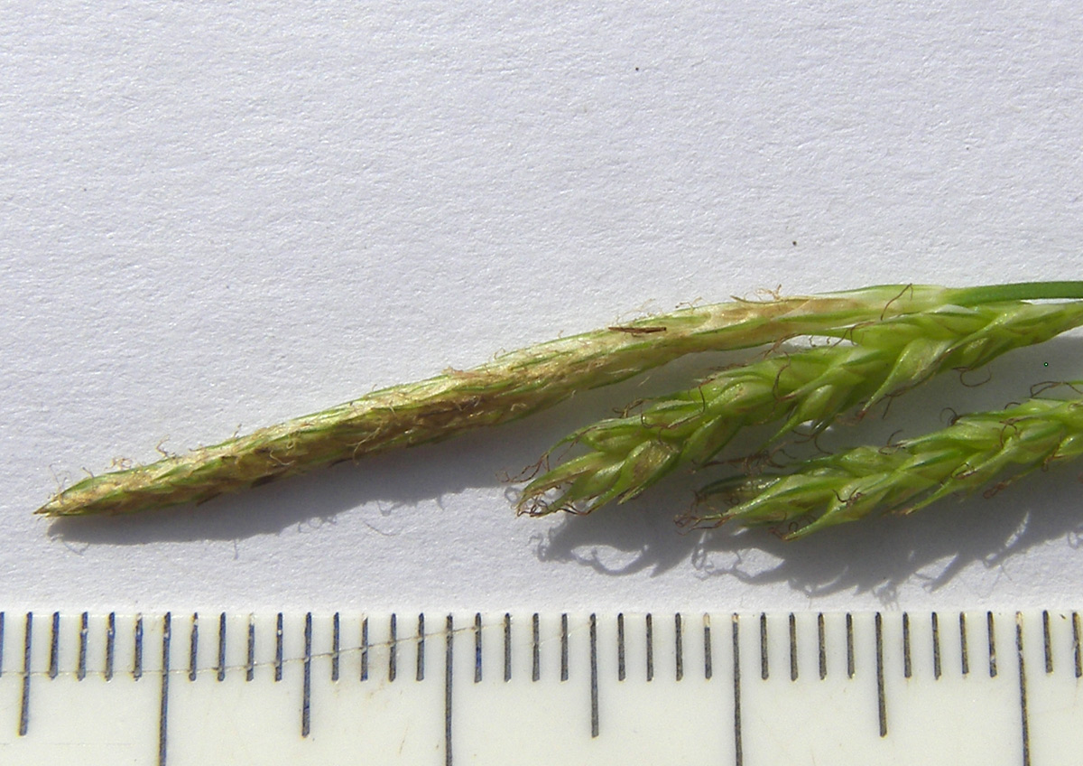 Image of Carex sylvatica specimen.
