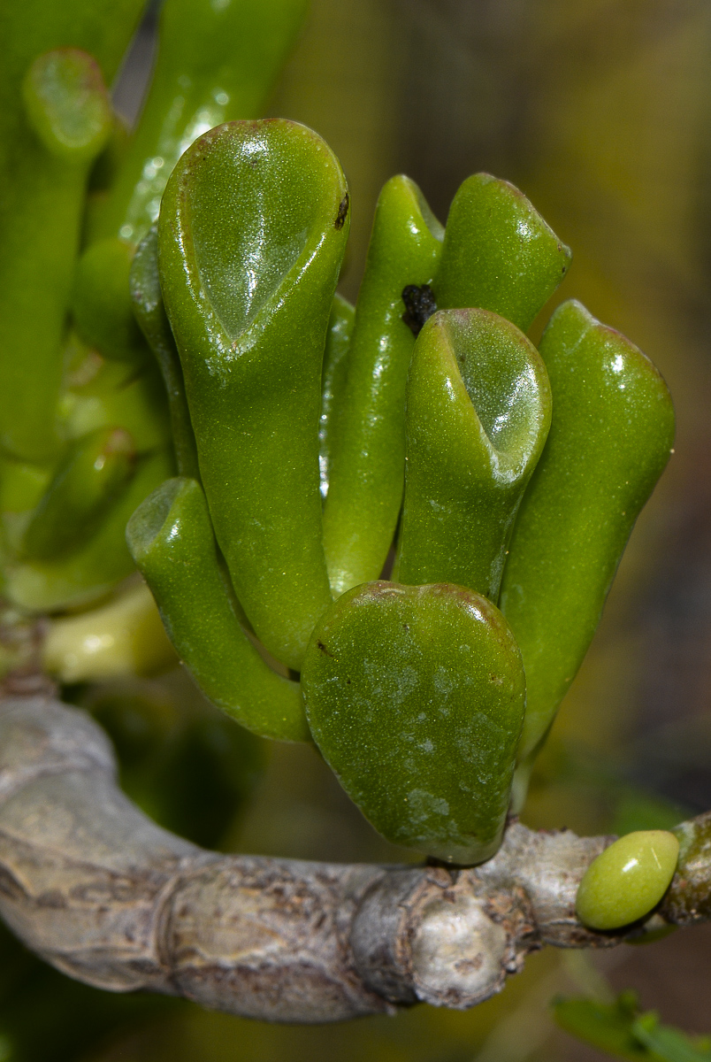 Изображение особи Crassula ovata.