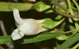 Eremophila polyclada