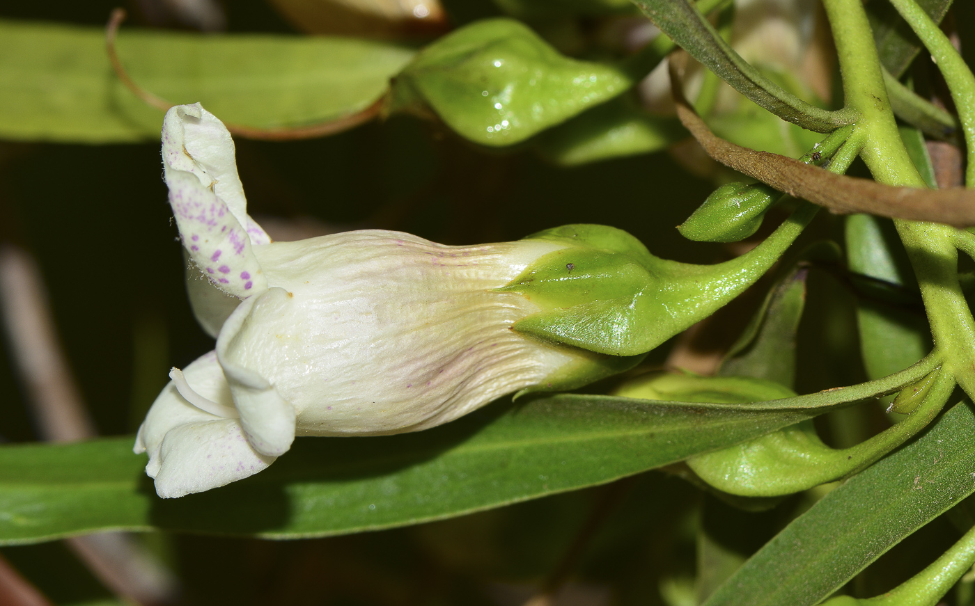 Image of Eremophila polyclada specimen.