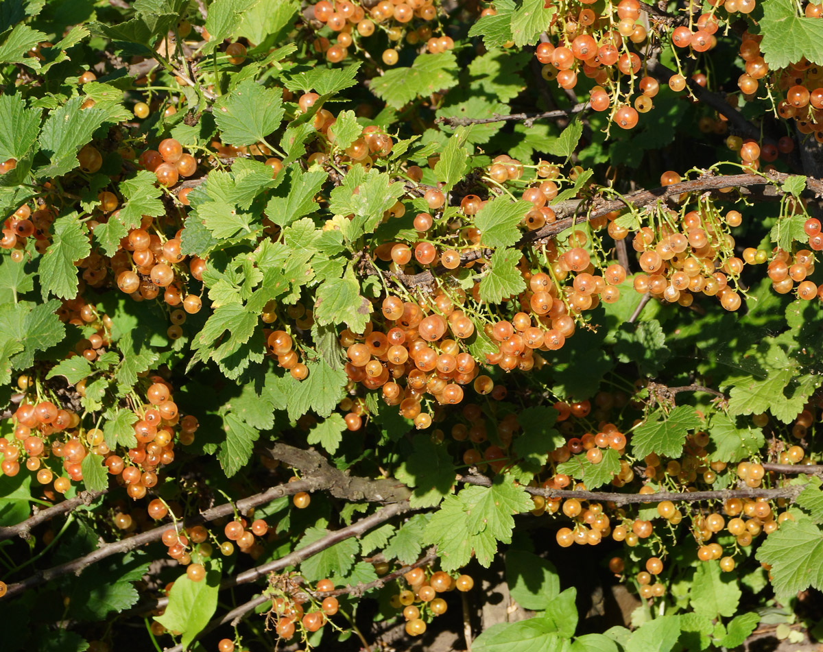 Изображение особи Ribes rubrum.