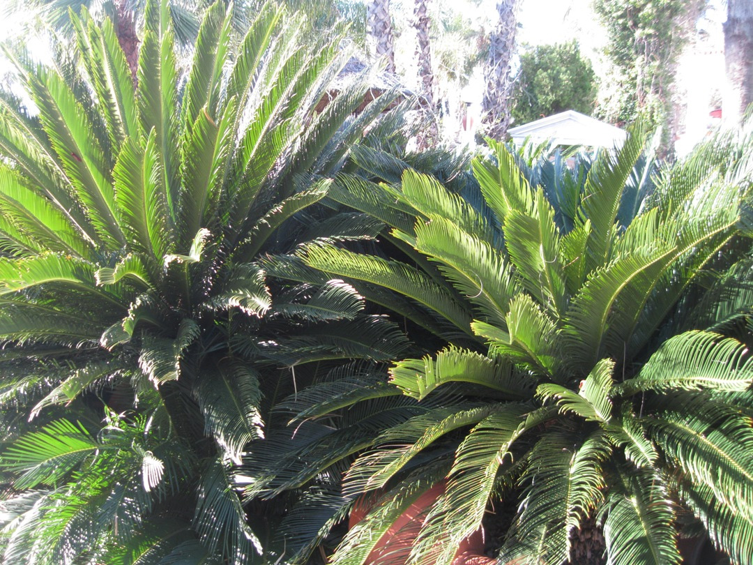 Image of Cycas revoluta specimen.