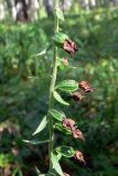 Epipactis helleborine. Часть соплодия с невызревшими плодами. Свердловская обл., г. Екатеринбург, окр. пос. Шабровский, берёзовый лес. 20.08.2018.