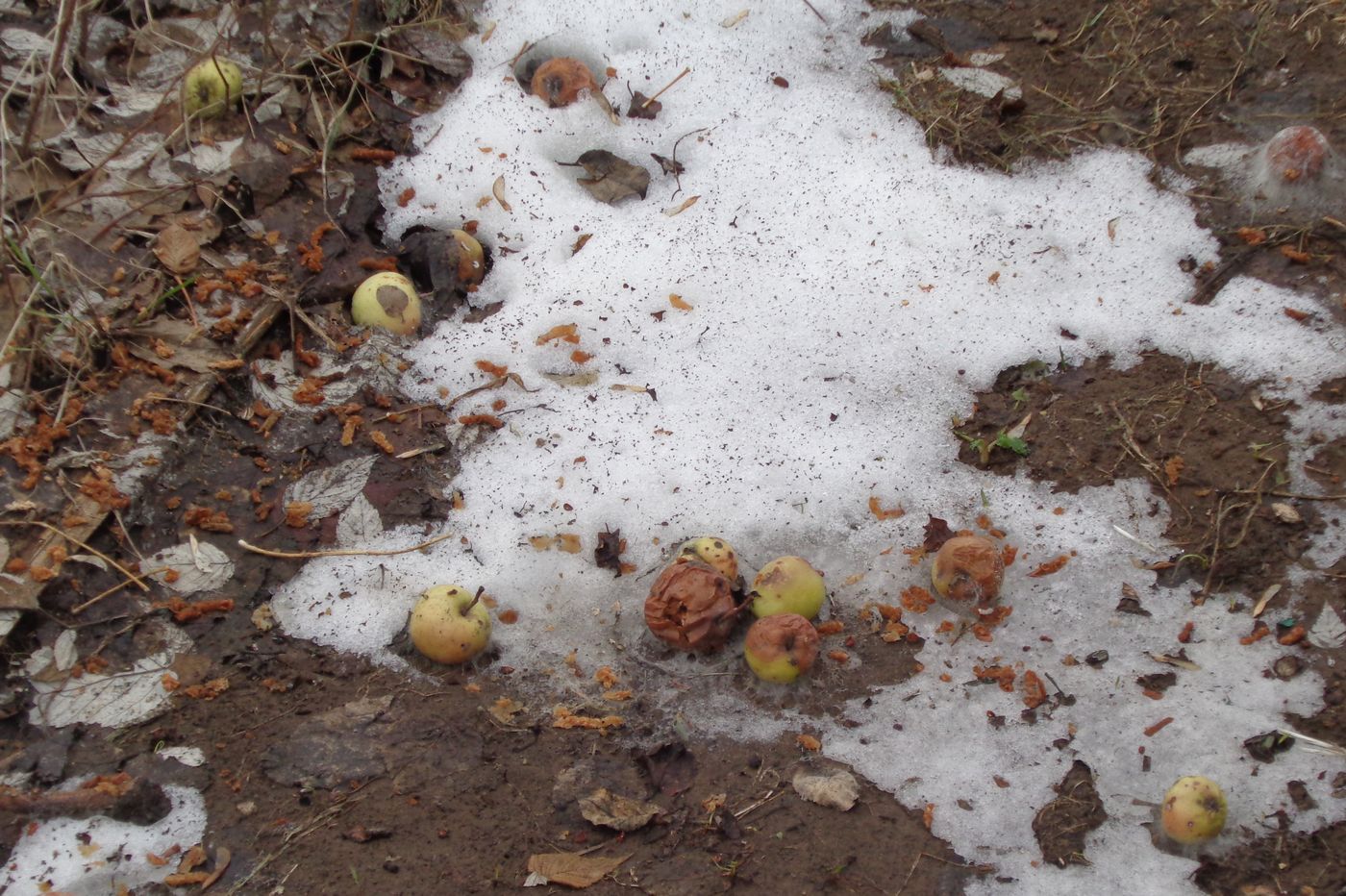 Изображение особи Malus domestica.