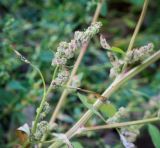 genus Chenopodium