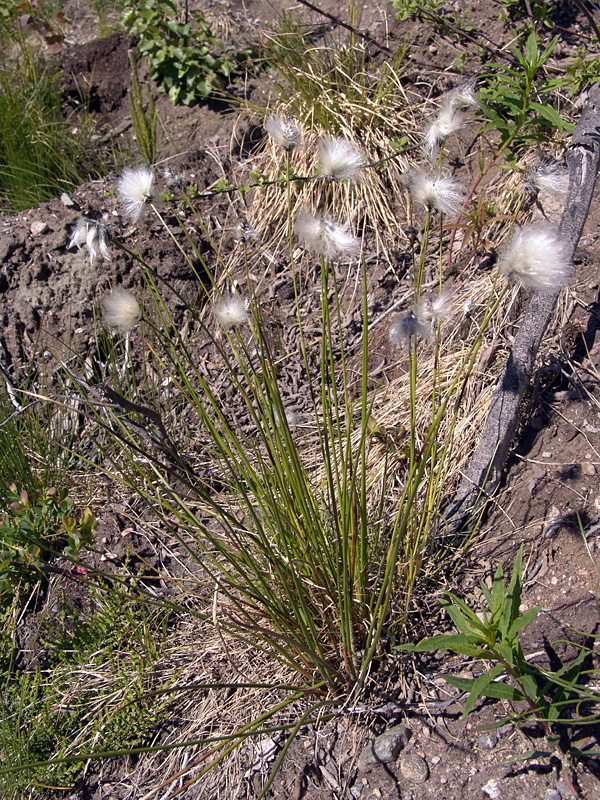 Изображение особи Eriophorum vaginatum.