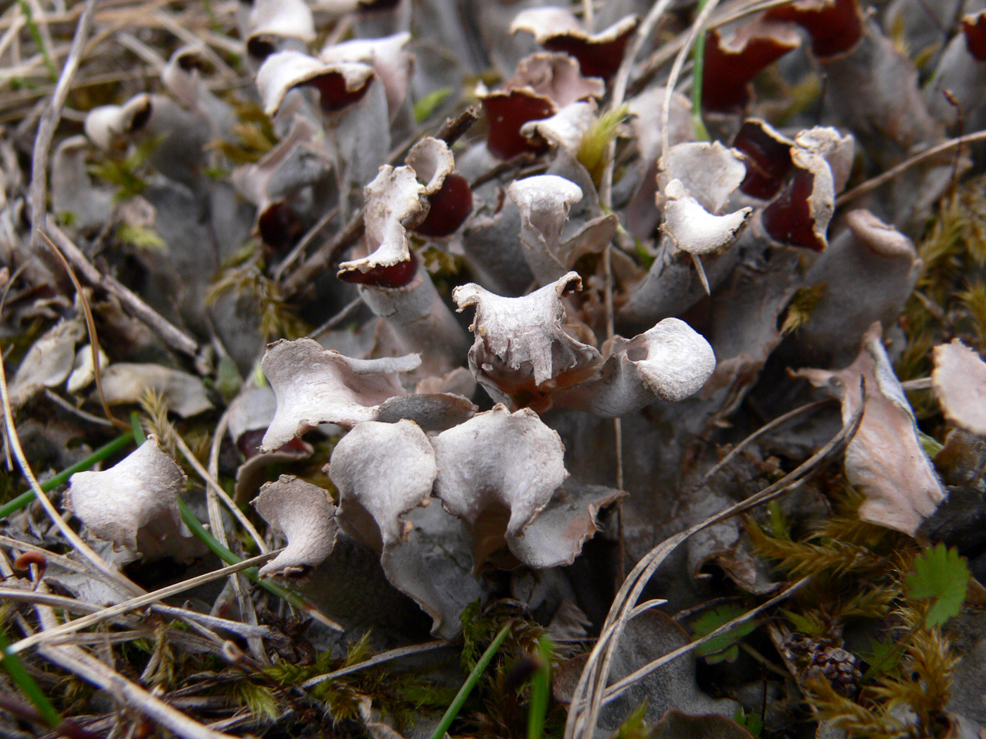 Image of Peltigera didactyla specimen.