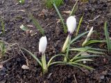 Crocus vernus