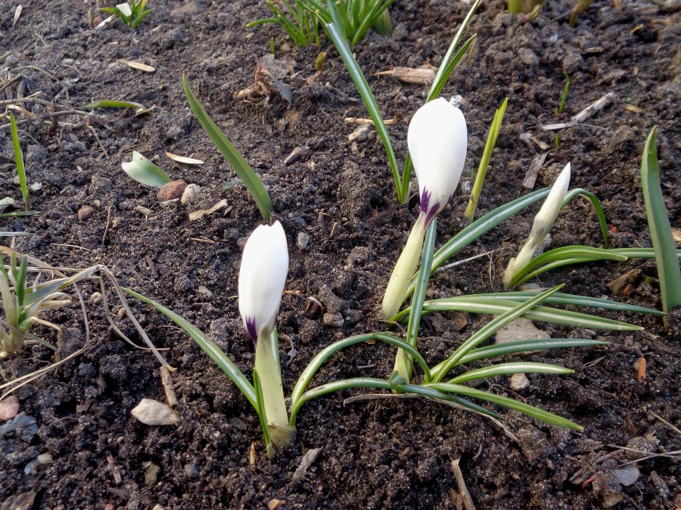 Изображение особи Crocus vernus.