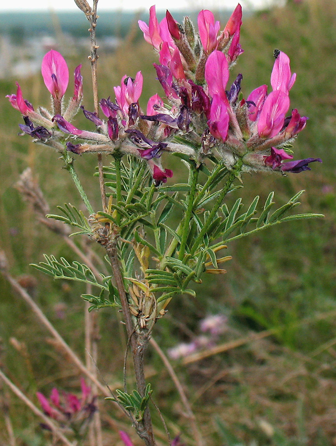 Image of Astragalus cornutus specimen.