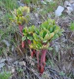 Paeonia mascula