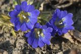 Gentiana grandiflora. Цветки. Костромская обл., Судиславский р-н, дер. Антипино, в культуре. 24.04.2019.