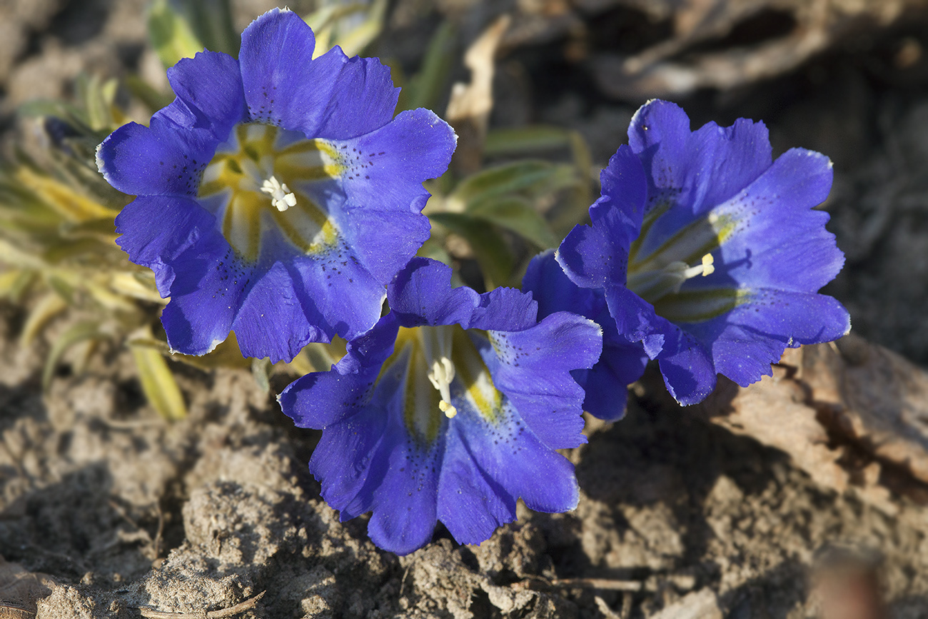 Изображение особи Gentiana grandiflora.