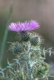 Galactites tomentosus. Верхушка растения с раскрывшимся и нераскрывшимися соцветиями. Испания, Каталония, провинция Жирона, комарка Альт-Эмпорда, окр. г. Фигерас, луг на крепостных валах. 31.03.2019.