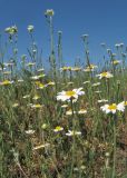 Anthemis ruthenica. Цветущие растения (на заднем плане цветёт Berteroa incana). Крым, окр. Судака, гора Чатал-Кая, остепнённый склон на вершине горы. 16 мая 2019 г.