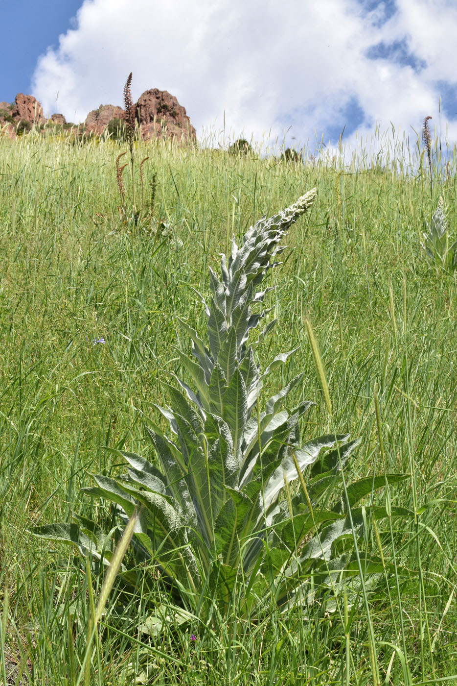 Изображение особи Verbascum songaricum.