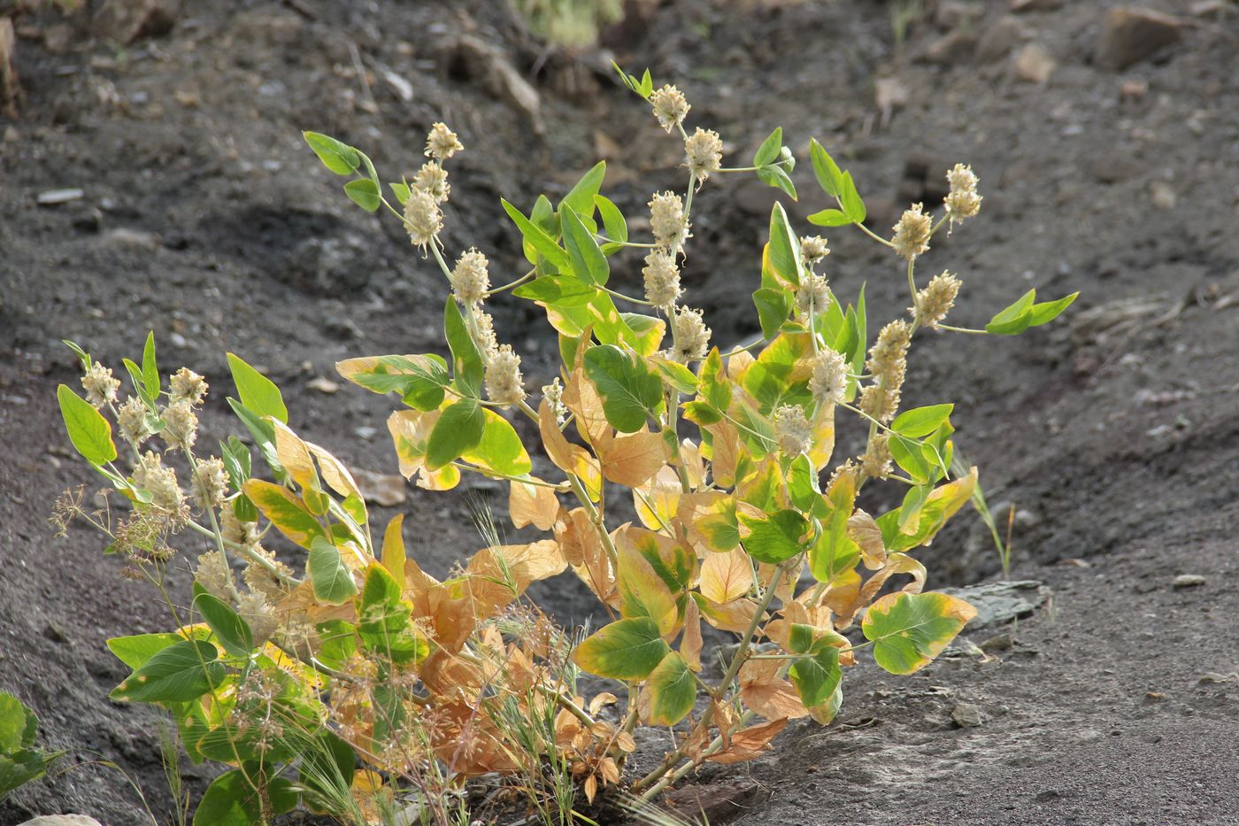 Изображение особи Astragalus terrae-rubrae.