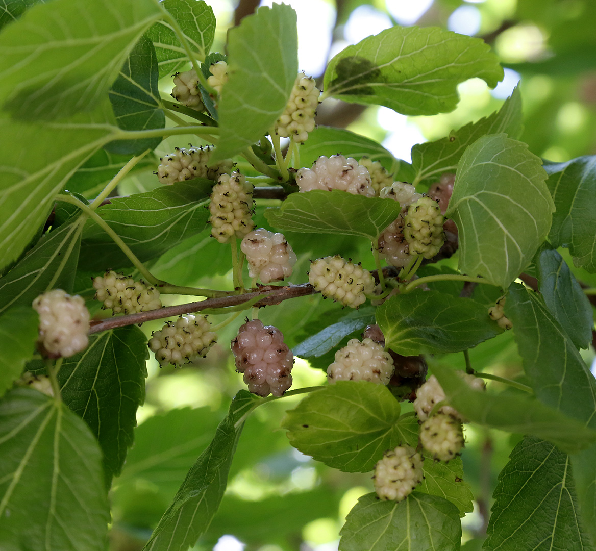 Изображение особи Morus alba.