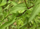 Centaurea carpatica. Средняя часть стебля с листьями. Украина, Закарпатская обл., Тячевский р-н, с. Усть-Черная, поляна на горе Мокрая. 27.06.2010.