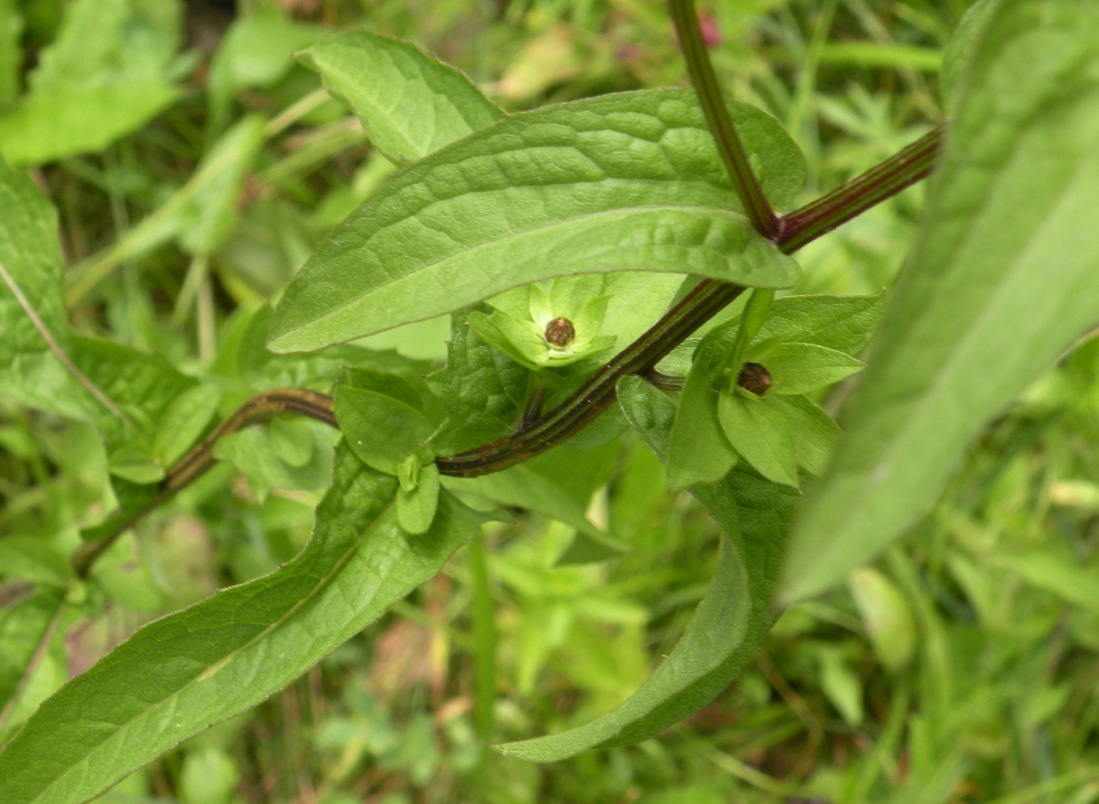 Image of Centaurea carpatica specimen.