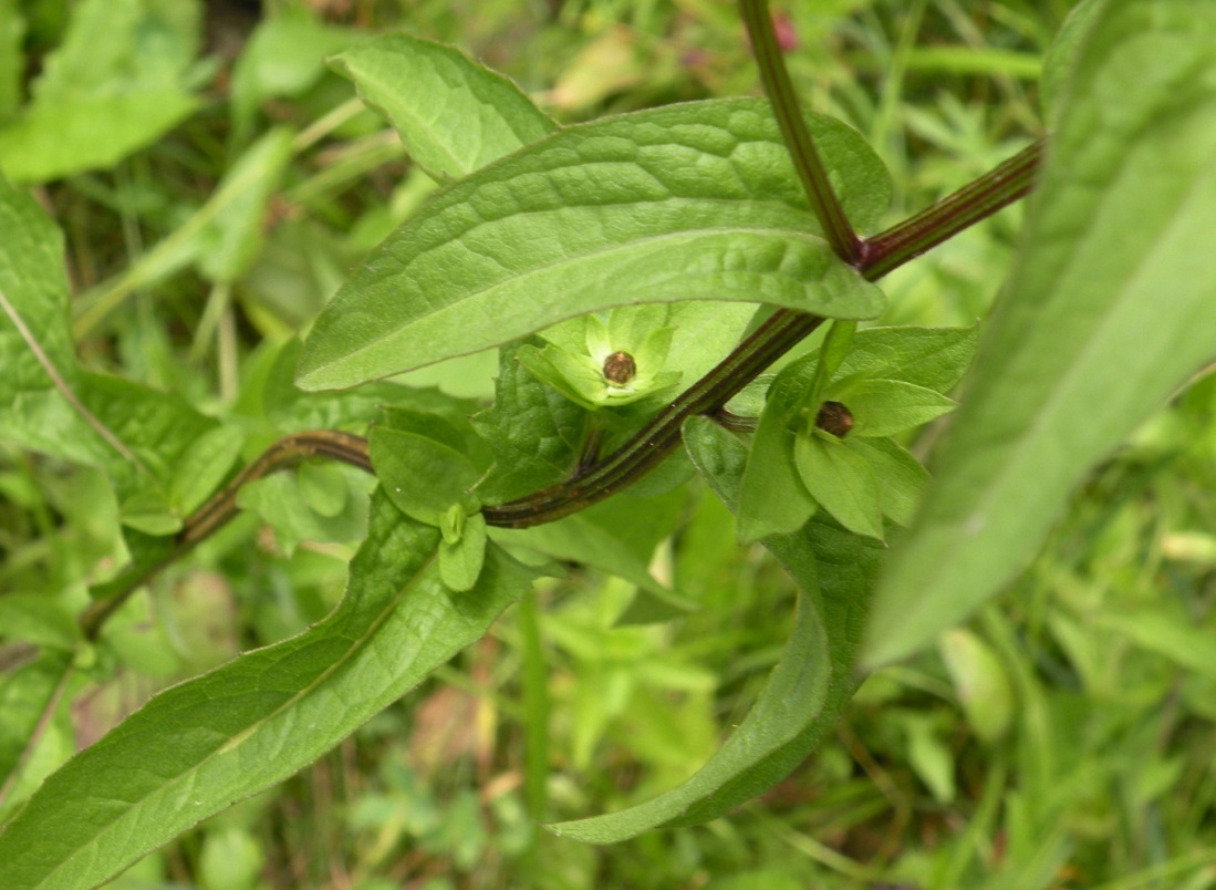 Image of Centaurea carpatica specimen.