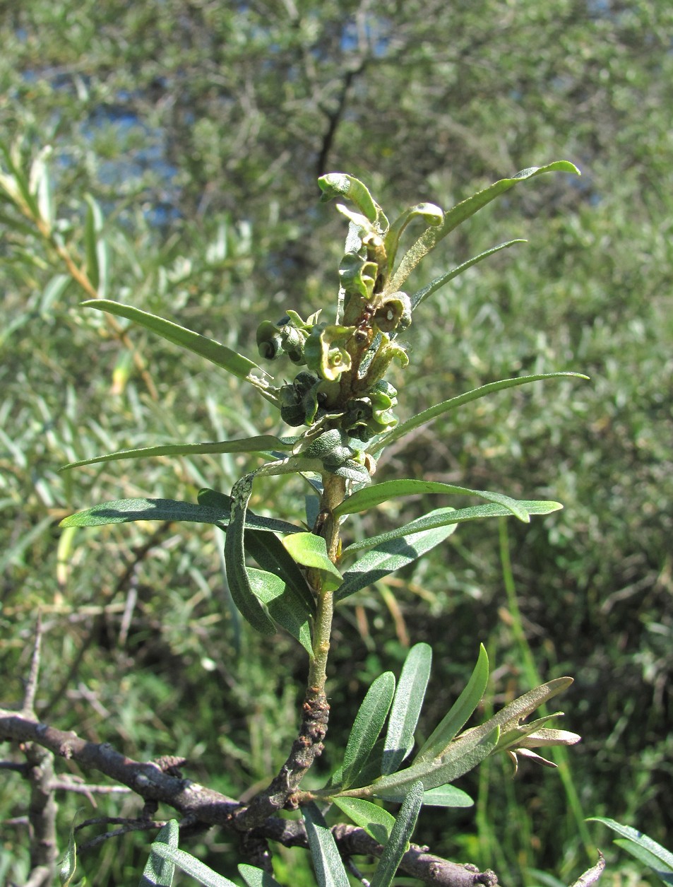 Image of Hippophae rhamnoides specimen.