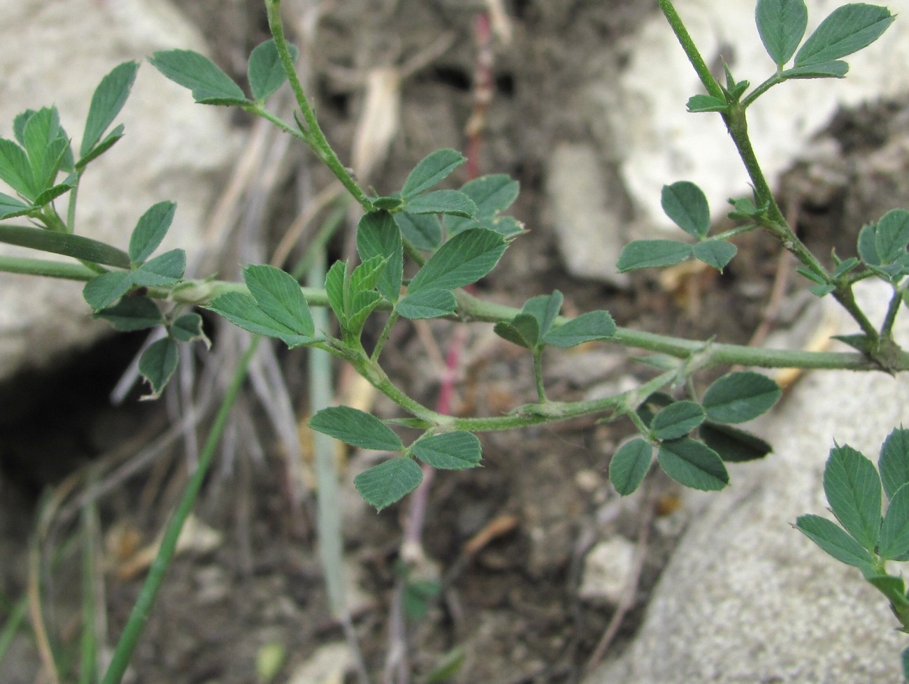 Изображение особи род Medicago.