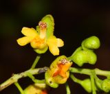 Caesalpinia spinosa