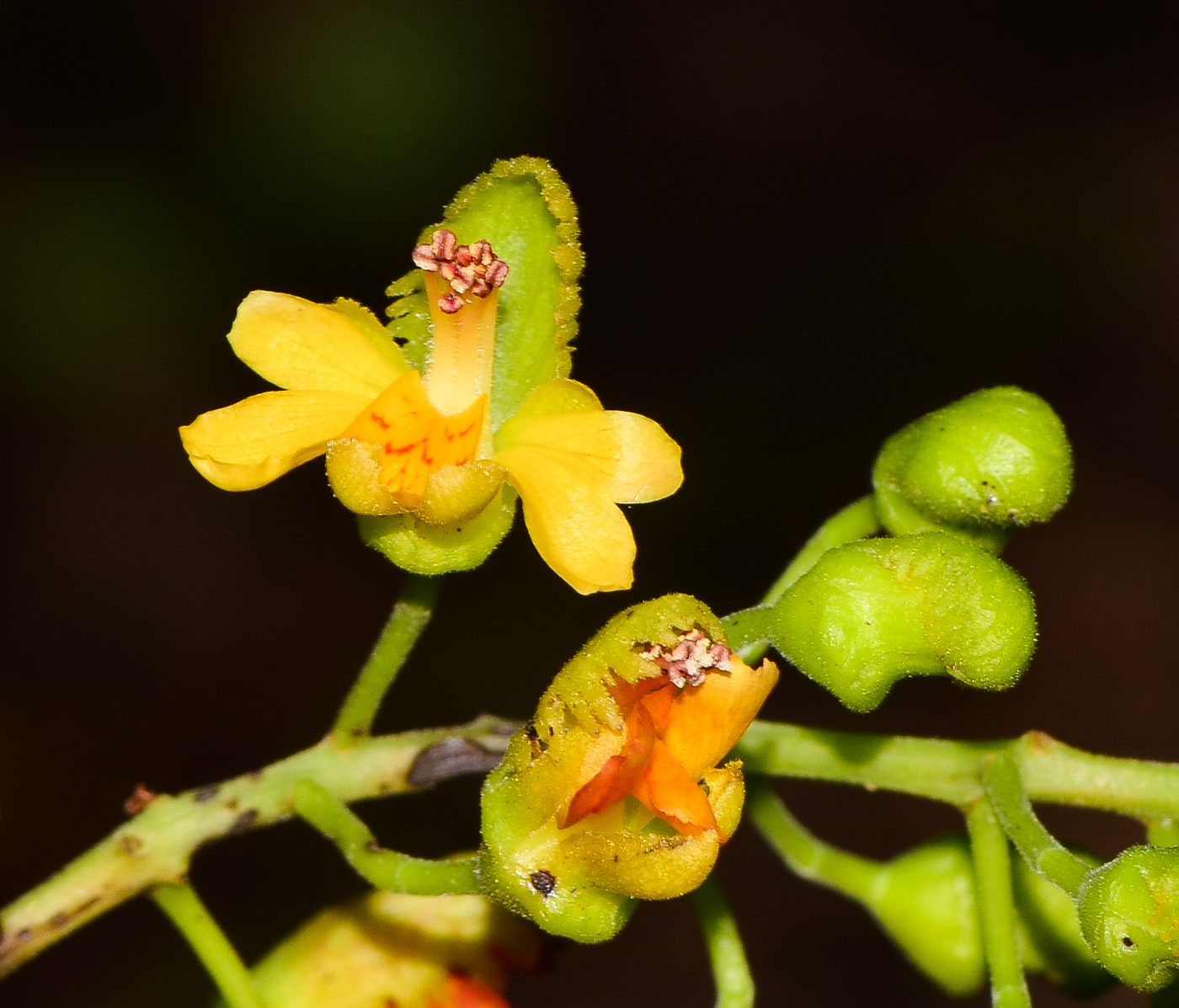 Изображение особи Caesalpinia spinosa.