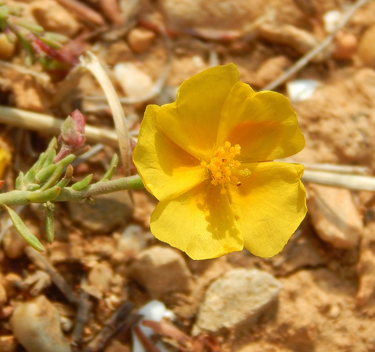 Изображение особи Fumana procumbens.