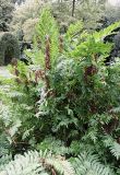 Osmunda regalis. Спороносящее растение. Германия, Бремен, городской парк, в культуре. 16.07.2019.