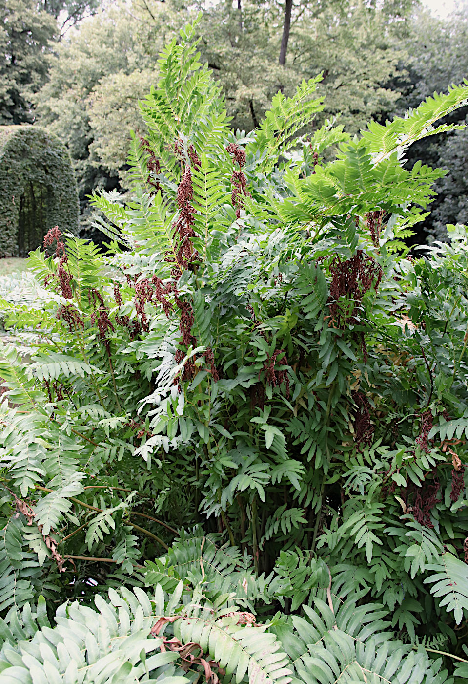 Image of Osmunda regalis specimen.