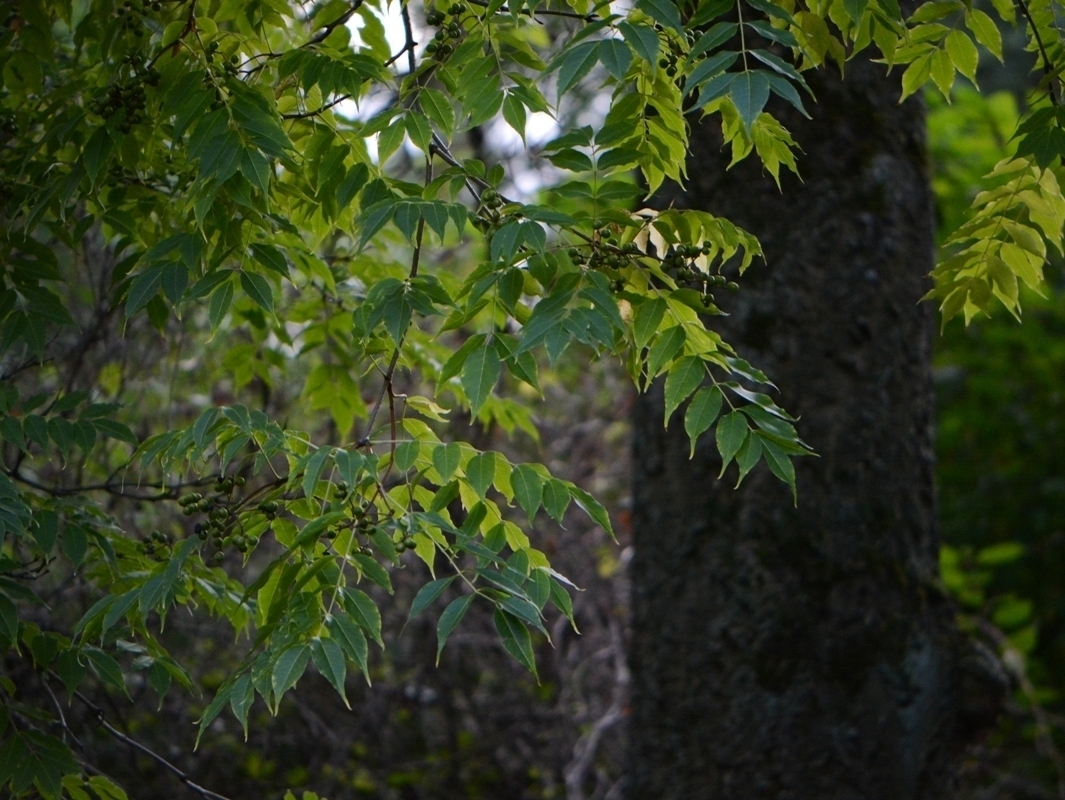 Image of Phellodendron amurense specimen.