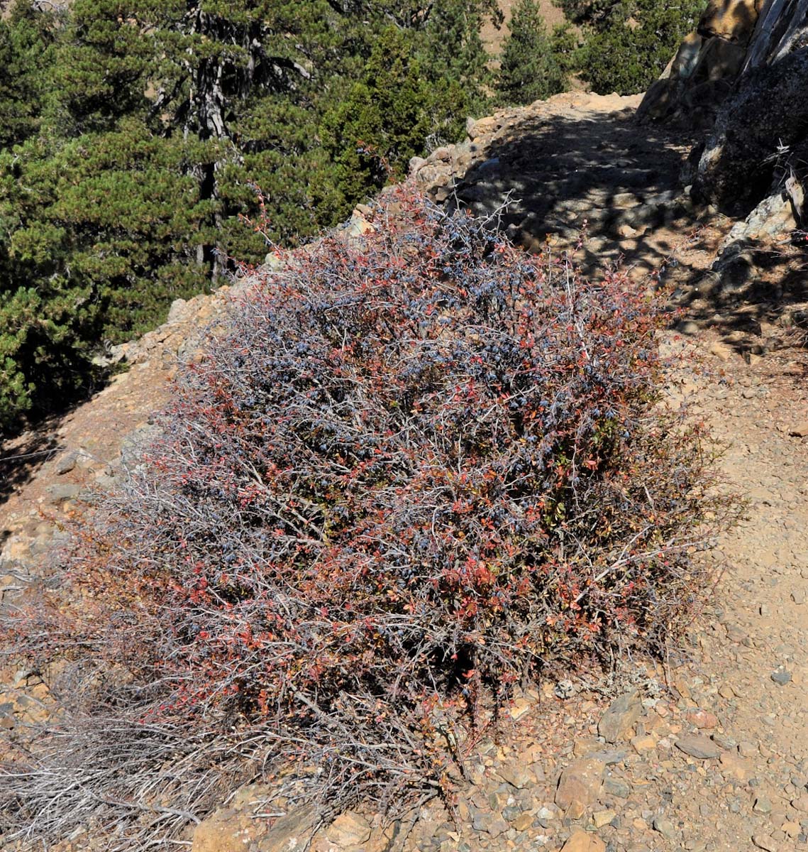 Изображение особи Berberis cretica.