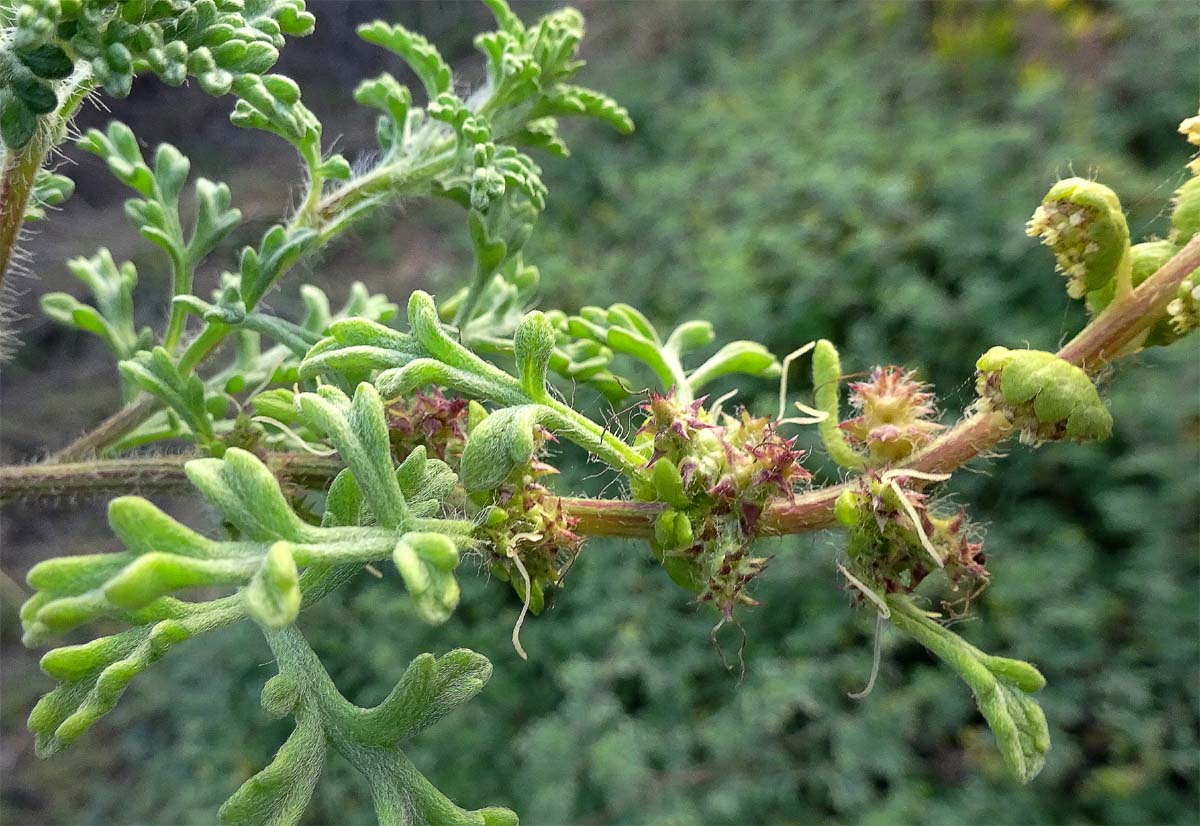 Изображение особи Ambrosia chamissonis.
