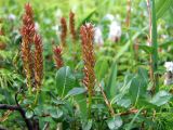 Salix fuscescens. Верхушки побегов с зрелыми соплодиями. Магаданская обл., Ольский р-н, окр. Ольского шоссе, заболоченный участок. 09.07.2019.