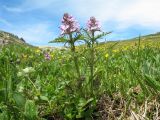 Pedicularis anthemifolia. Цветущее растение. Казахстан, Центральный Алтай, окр. оз. Рахмановское, подходы к пер. Радостный, ≈ 2100 м н.у.м., субальпийский луг. 26 июня 2019 г.