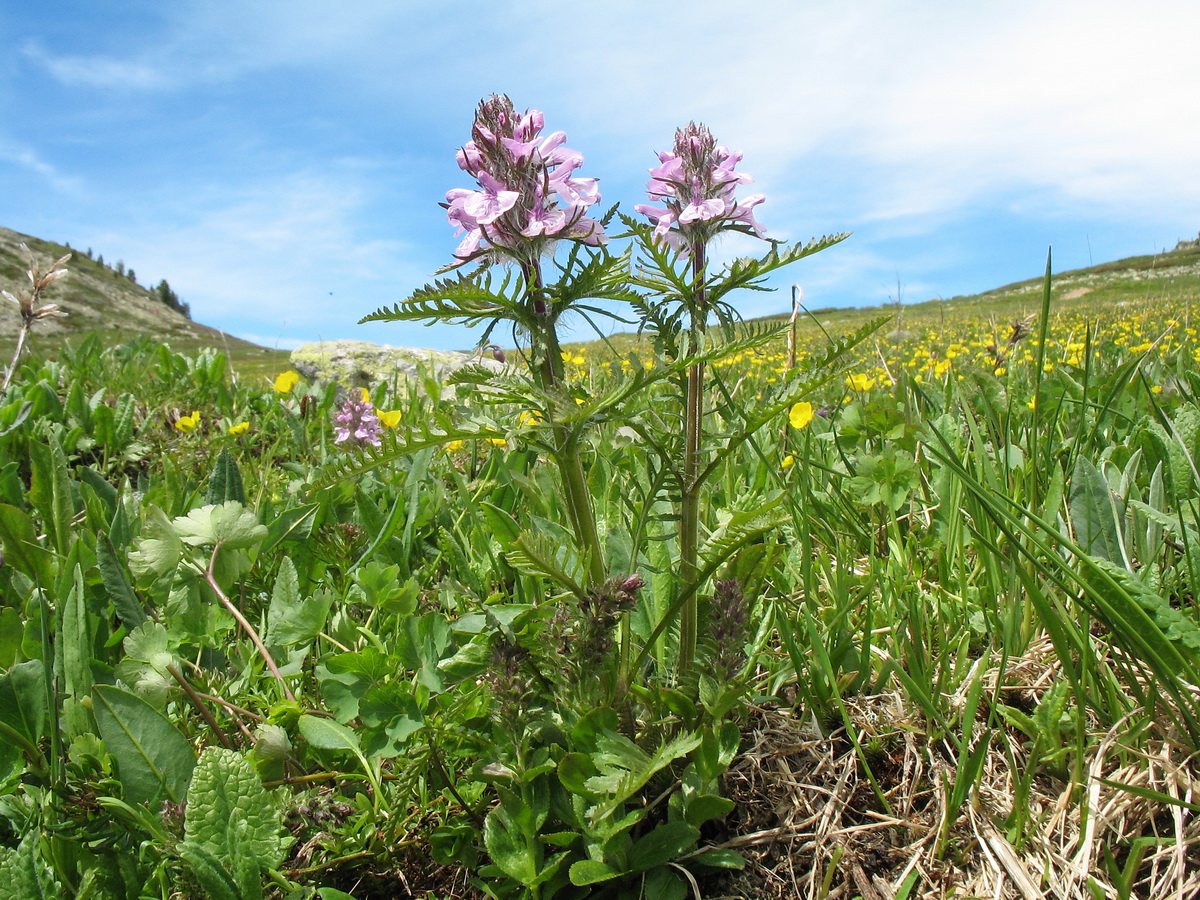 Изображение особи Pedicularis anthemifolia.