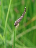 genus Eleocharis. Верхушка плодоносящего побега. Пермский край, г. Пермь, Кировский р-н, заброшенный песчаный карьер, сырой луг вдоль озера. 21.08.2019.