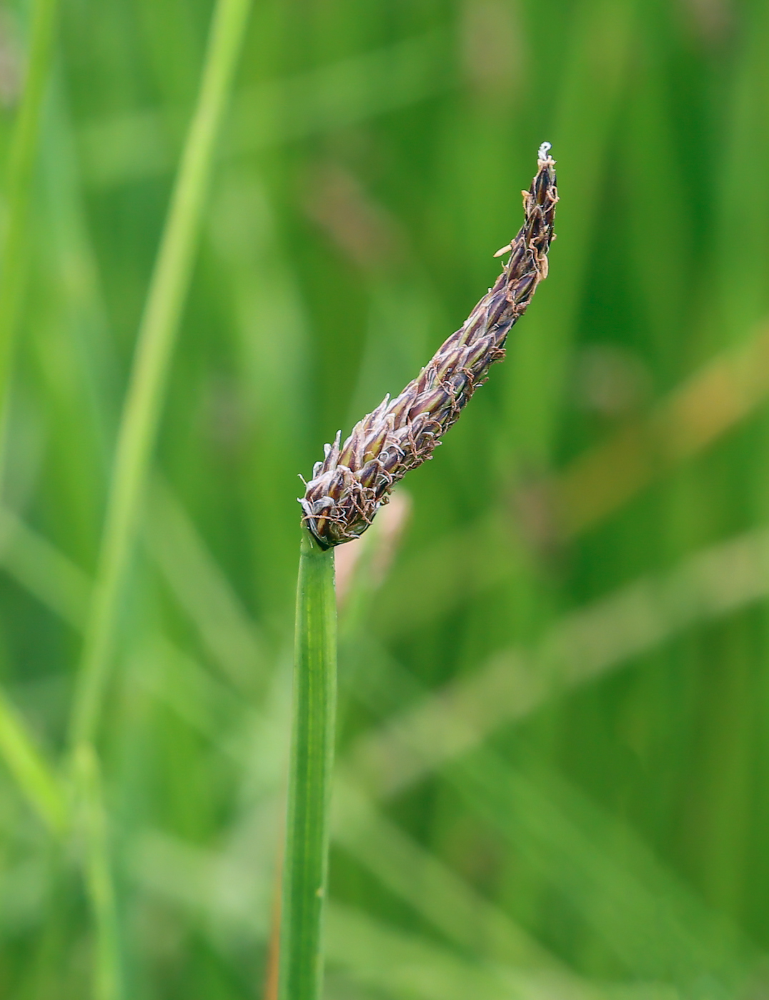 Image of genus Eleocharis specimen.