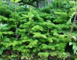 Picea ajanensis